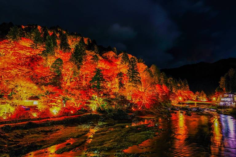 Beleuchtete Ahornbäume am Fluss vor nächtlichem Himmel