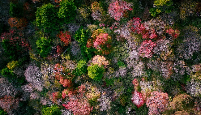 Herbstbäume aus der Vogelperspektive