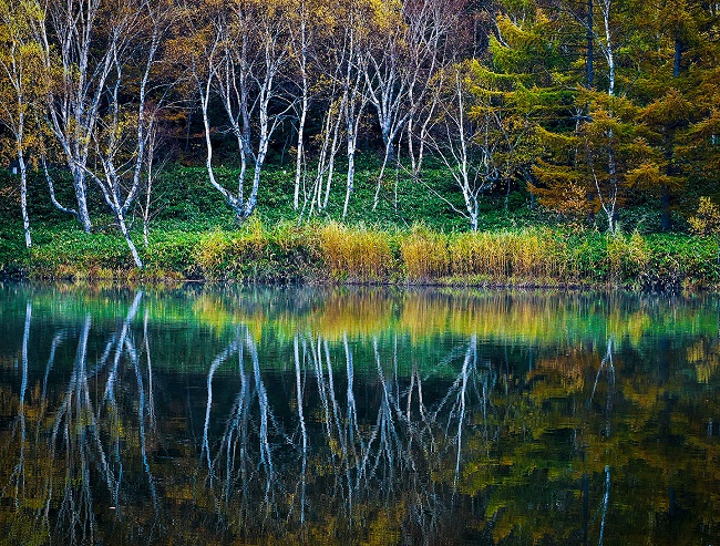 Weißbirken mit gelben Blättern, die sich im Wasser spiegeln