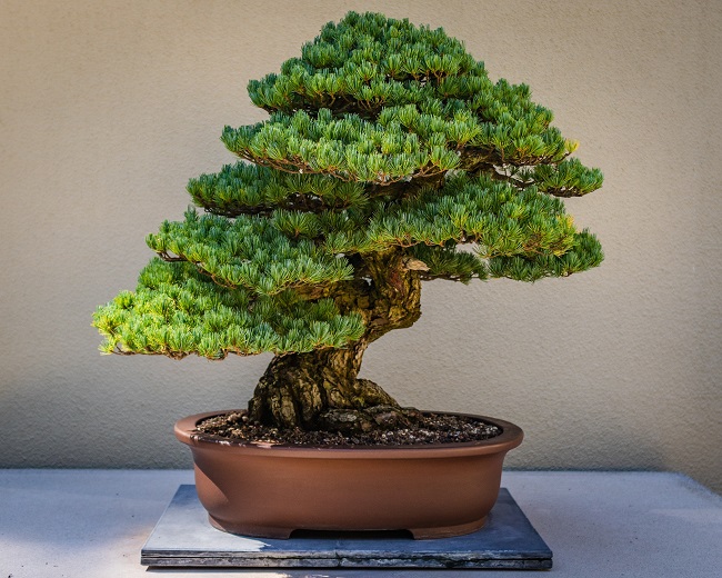 Bonsai-Baum