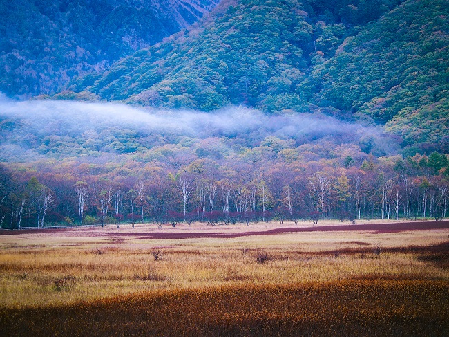 秋の木々 と背景に森林に覆われた山々 と霧のフィールド