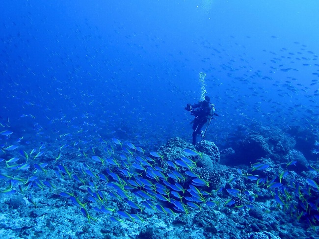 Tauchen in der blauen Unterwasserwelt der Insel Chichijima