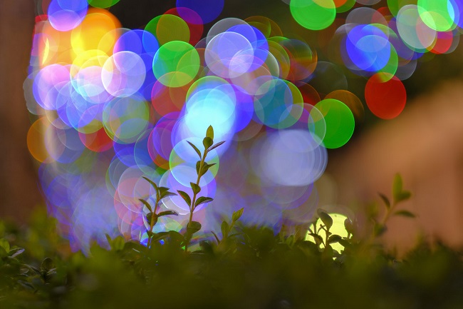 Bunte Lichtkreise an einer Hecke
