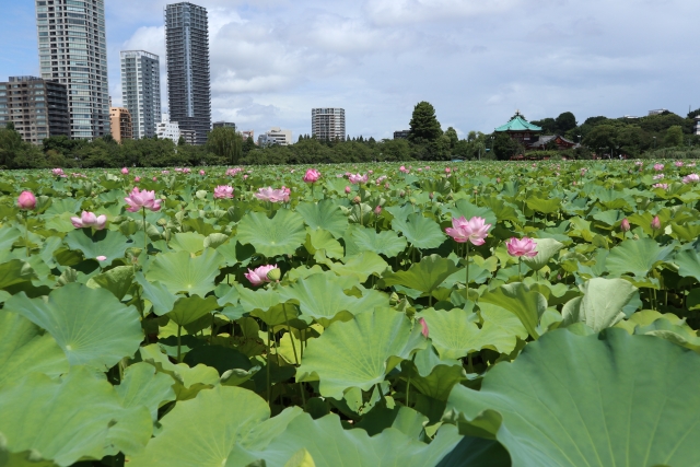 Lotuspflanzen im Shinobazu-Teich.