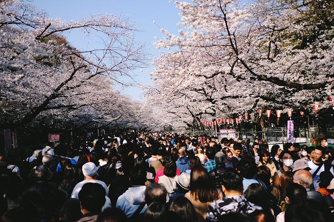 Kirschblüten im Ueno-Park.