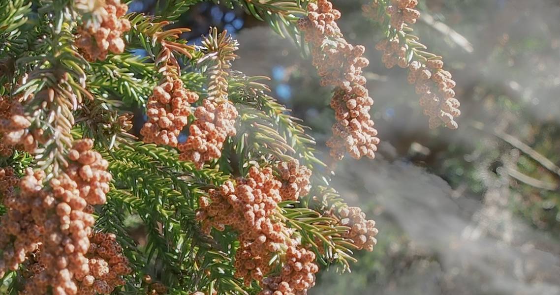 Japanische Zeder mit Pollen