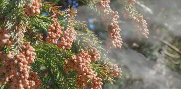 Japanische Zeder mit Pollen