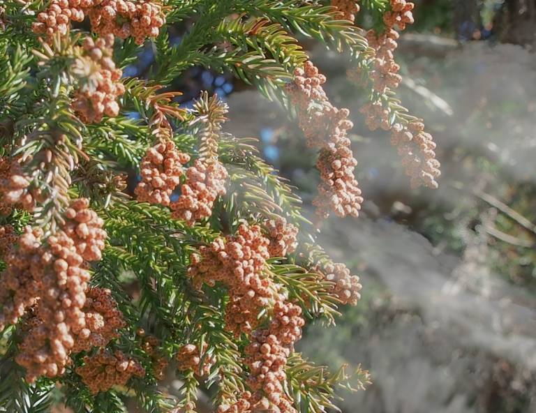 Japanische Zeder mit Pollen