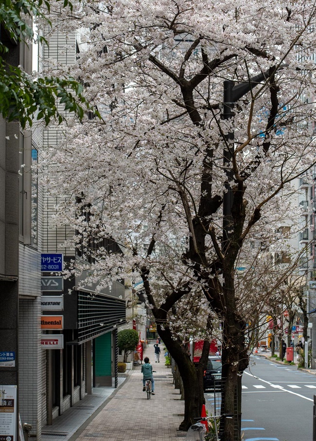 Von Kirschblüten gesäumte Straße mit Radfahrer