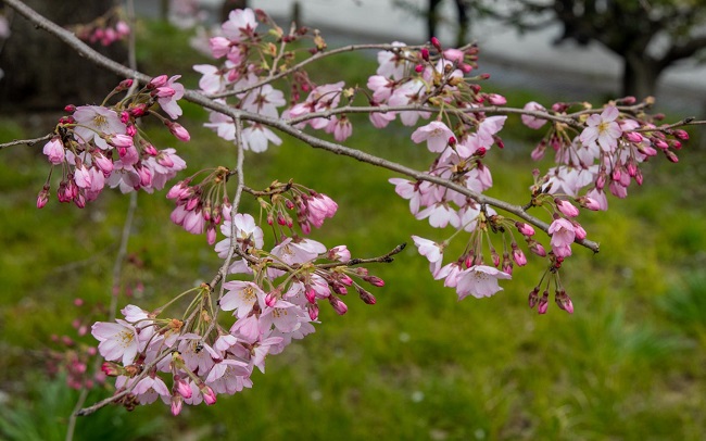 Kirschblüten vor grüner Wiese