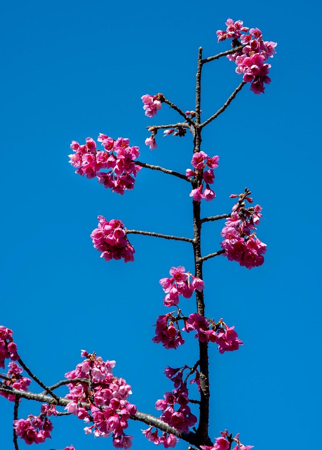 Blühende pinke Taiwan-Kirsche vor blauem Himmel
