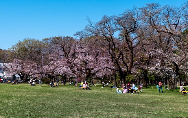 Kirschblüten im Koganei-Park mit Besuchern auf Bänken