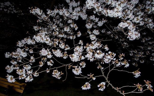 Kirschblüten vor Nachthimmel