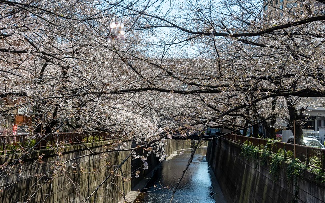 Kirschblüten an beiden Ufern des Meguro-Flusses