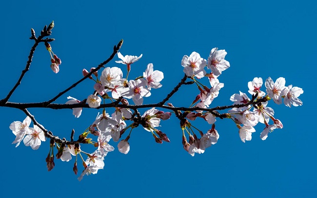 Kirschblüten vor blauem Himmel