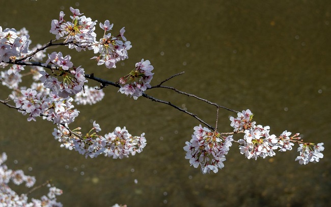 Kirschblüten vor bräunlichem Wasser des Meguro-Flusses