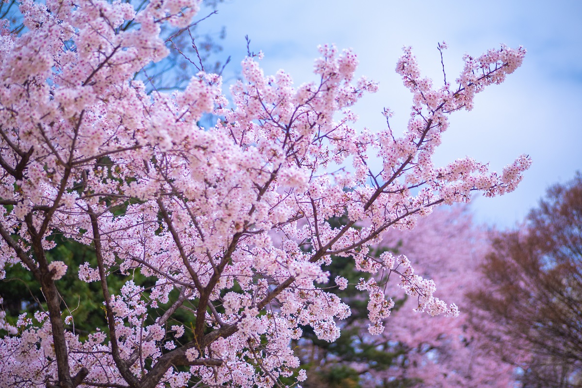 Kirschblüten