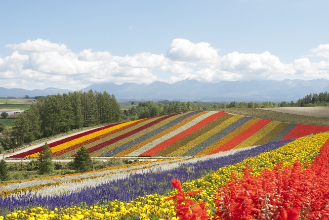Der Panorama-Blumengarten Shikisai no Oka