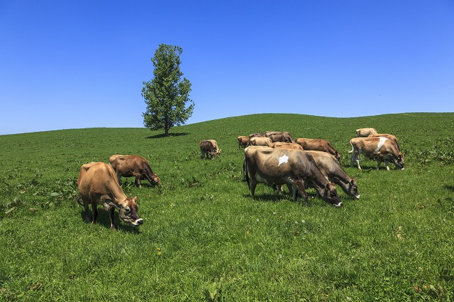 Auf der Weide grasende Kühe