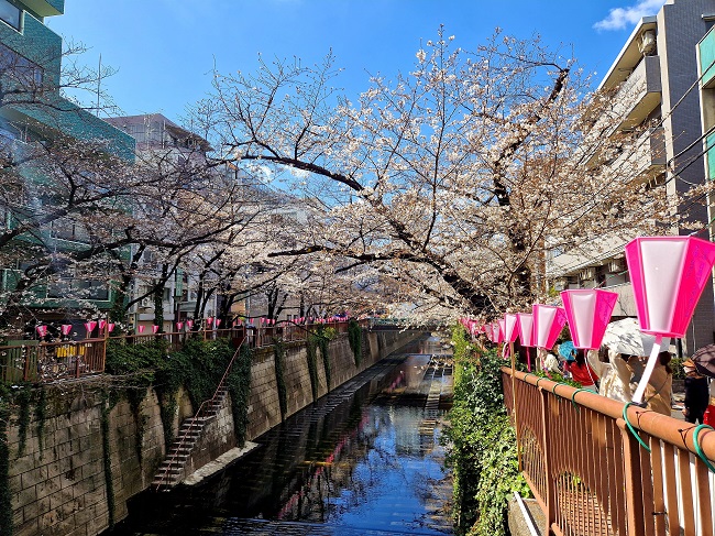 Meguro-Fluss während der Kirschblüte.