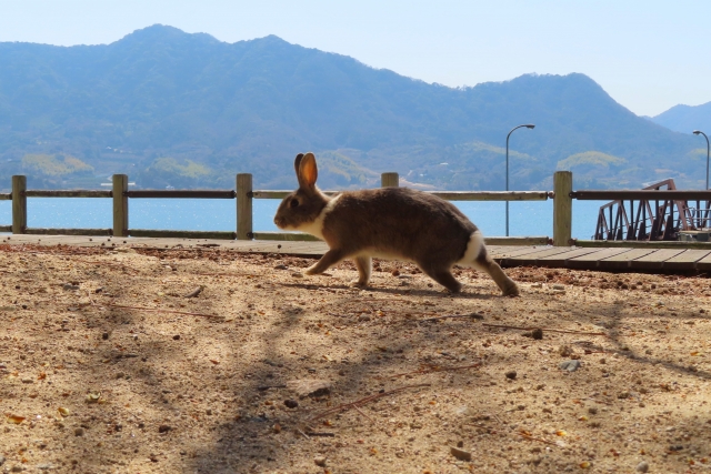 Okunojima