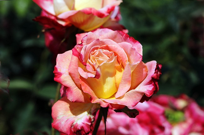 Gelbrosa Rose
