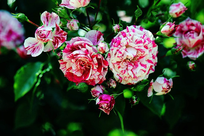 Rosa-weiß-gemusterte Rosen