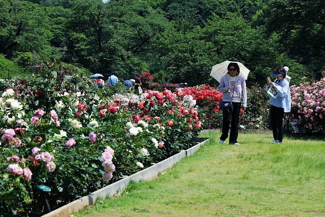 Besucher schlendern an den Rosenbeeten entlang