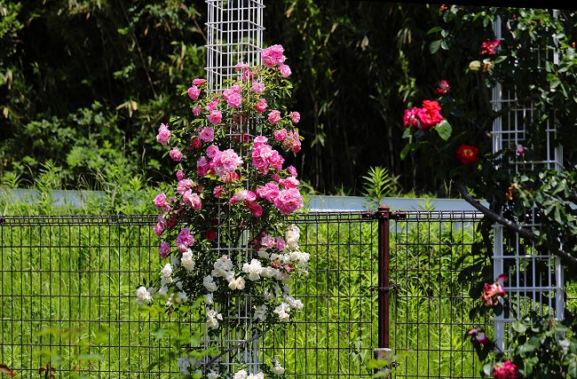 Rosa und weiße Kletterrosen