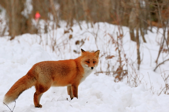 Fuchs im Winter