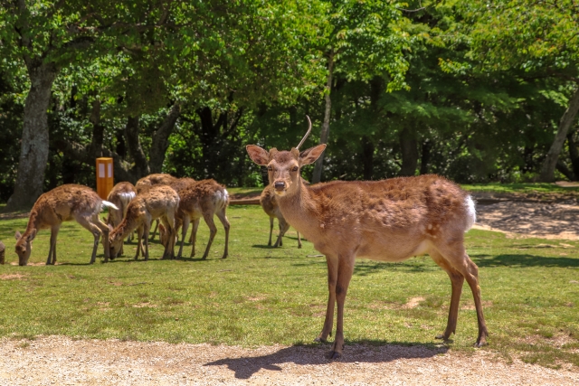 Sika Hirsche im Nara Park