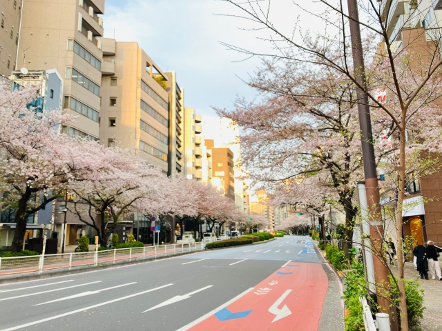 Kirschblüten entlang der Meiji-Straße.