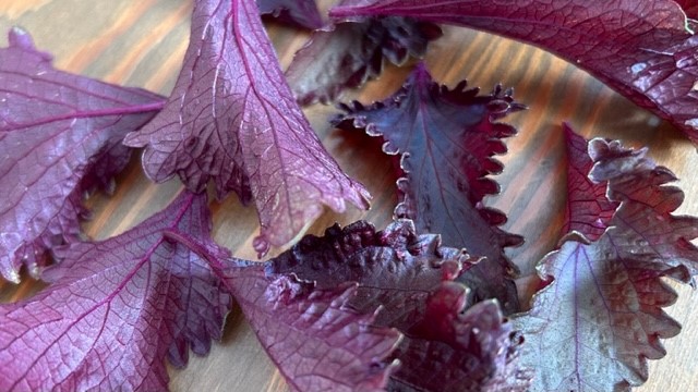 Rote Shiso-Blätter