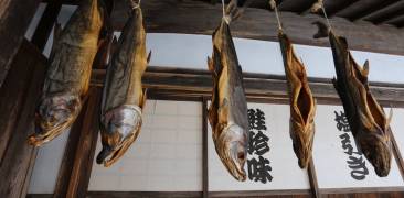 Unter dem Vordach hängende Lachse in der Stadt Murakami.