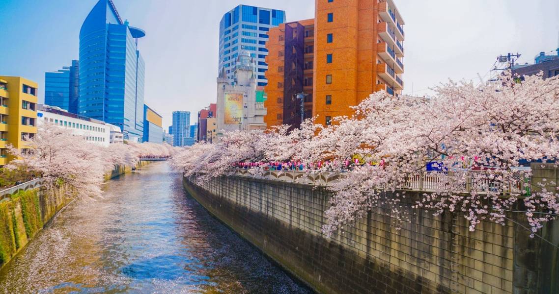 Meguro-Fluss mit Kirschblüten