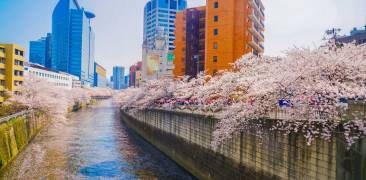 Meguro-Fluss mit Kirschblüten