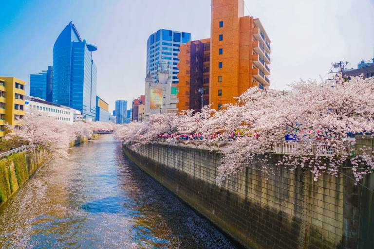 Meguro-Fluss mit Kirschblüten