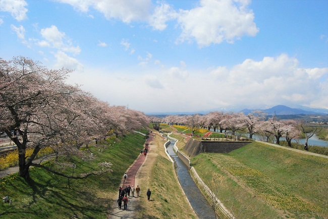 Kirschblüten entlang des Shiroishi-Flusses in der Präfektur Miyagi.