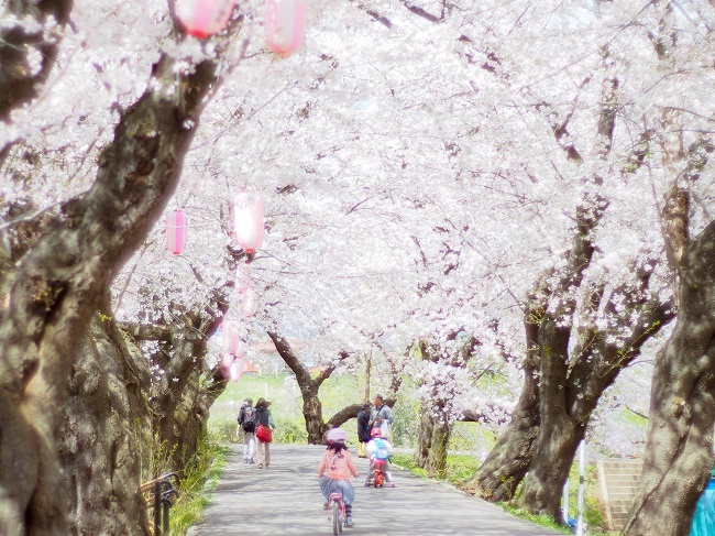 Im Kitakami Tenshochi-Park in der Präfektur Iwate