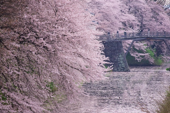 Kirschblüten im Kajo-Park