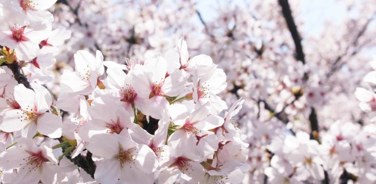 weiße Kirschblüten