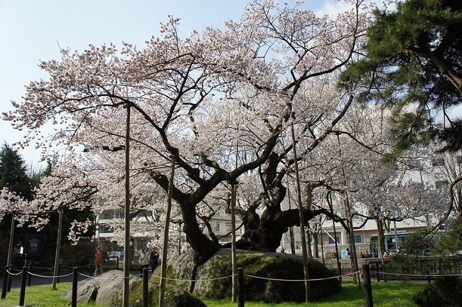 Ishiwari Zakura in Morioka