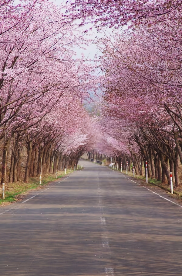 Kirschbaumallee in der Präfektur Aomori.