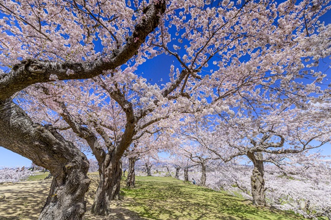 Blühende Kirschbäume im Goryōkaku-Park