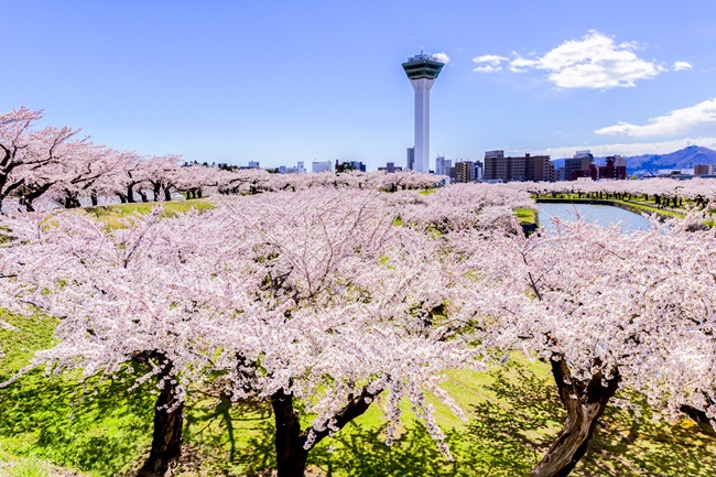 Der Goryōkaku-Park in Hakodate mit blühenden Kirschbäumen