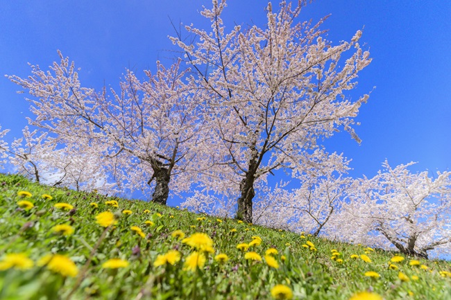 Kirschblüten im Goryōkaku-Park mit einer blühenden Löwenzahnwiese im Vordergrund und strahlend blauem Himmel