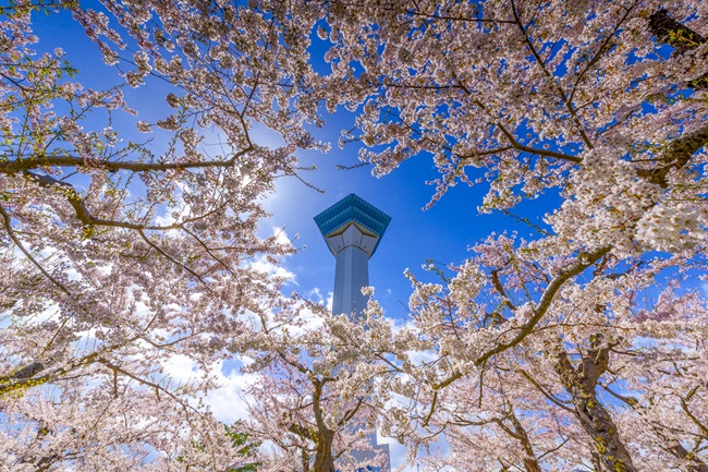 Der Goryōkaku-Tower umgeben von Kirschblüten