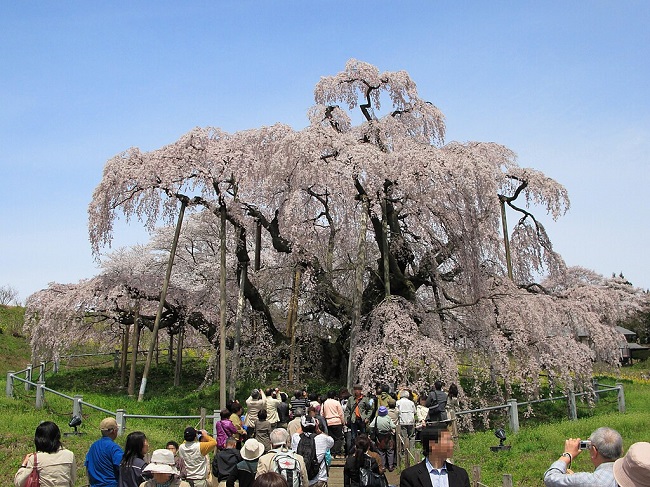Miharu Takizakura, einer von Japans ältesten und schönsten Kirschbäumen