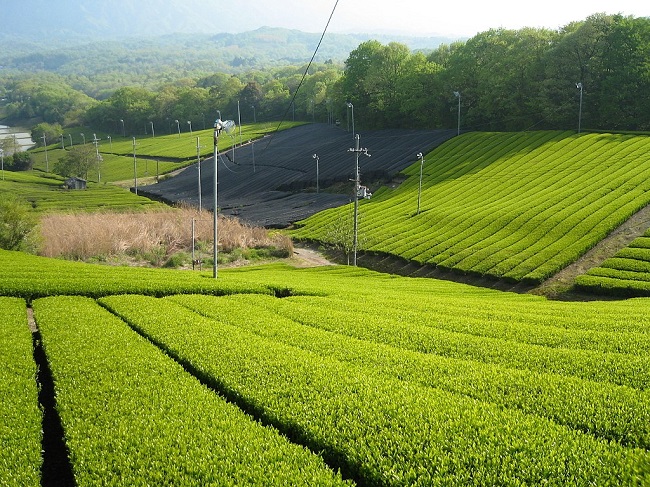 Eine Tee-Plantage in Minamiyamashiro, Präfektur Kyōto.