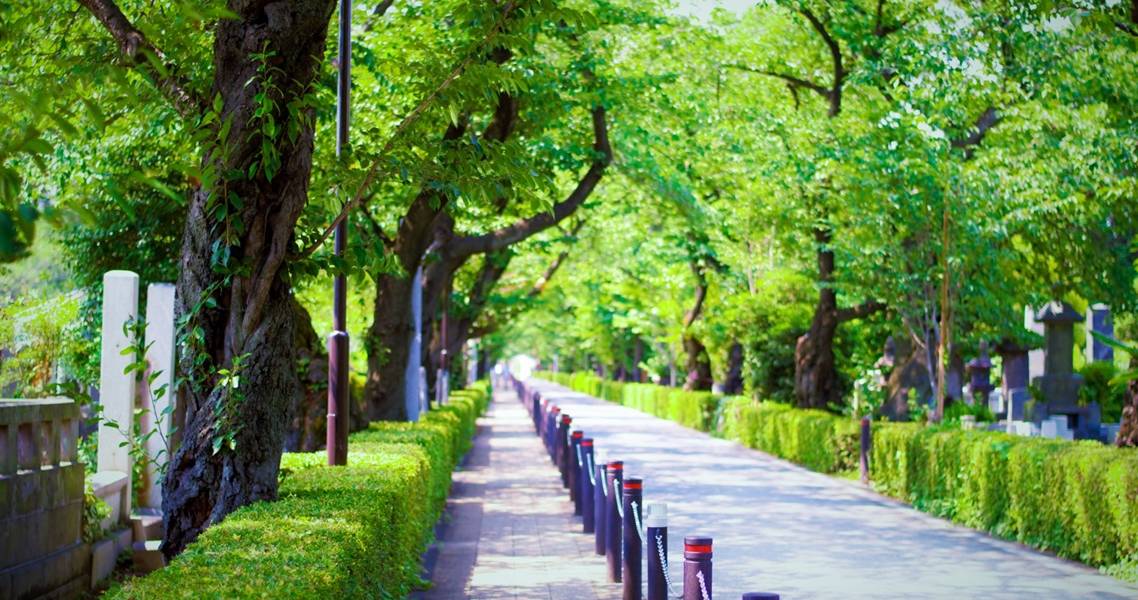 Aoyama-Friedhof mit grünen Bäumen